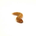 Live Mealworms Reptile Food O889006