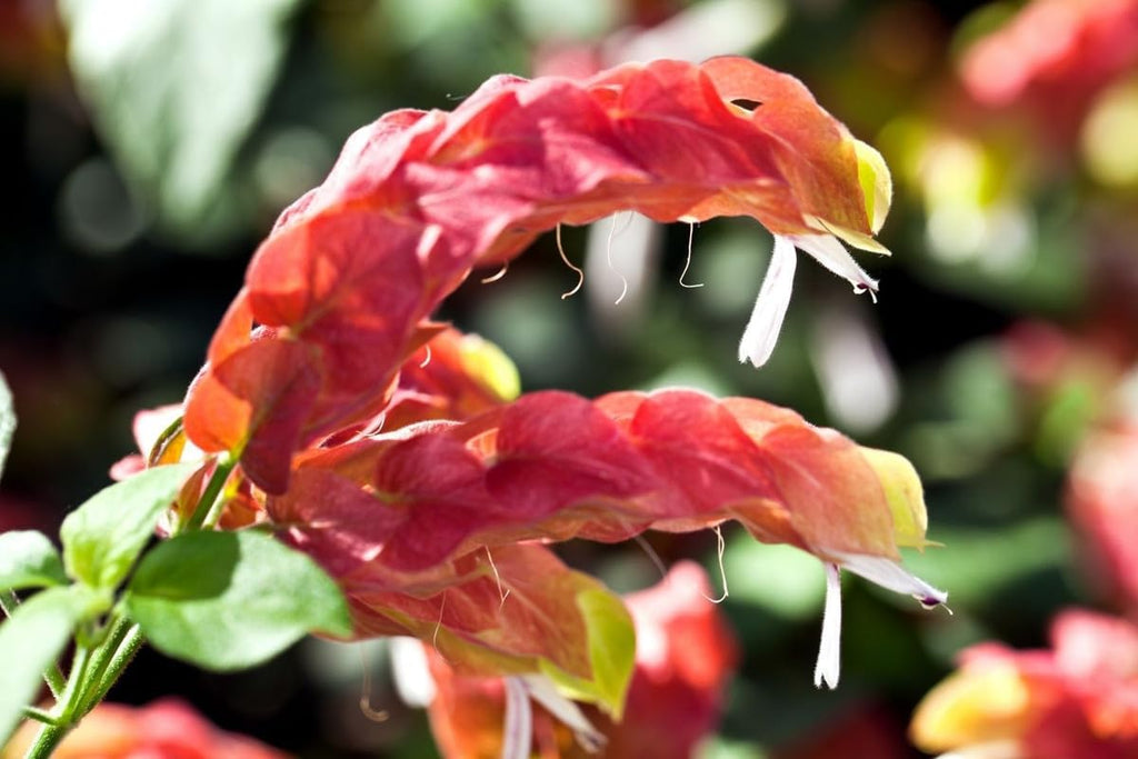 4 Shrimp Live Plants, Justica Brandegeana Plant from 5 Inches Tall Seedling M167