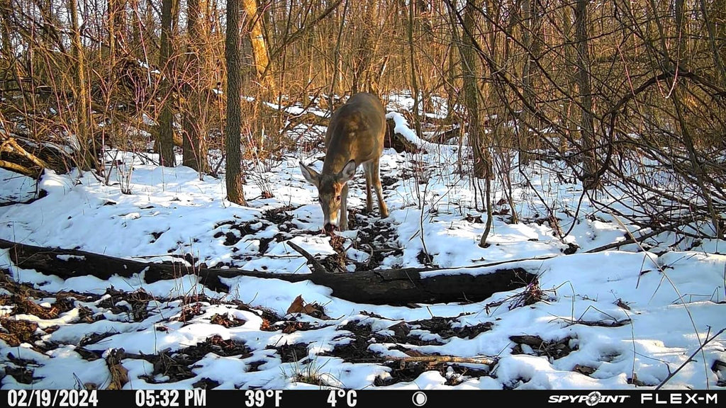 Twin Pack Cellular Hunting Trail Cameras with Night Vision, 28MP Photos, 720p Videos, Two Straps, Two 32GB SD Cards O469