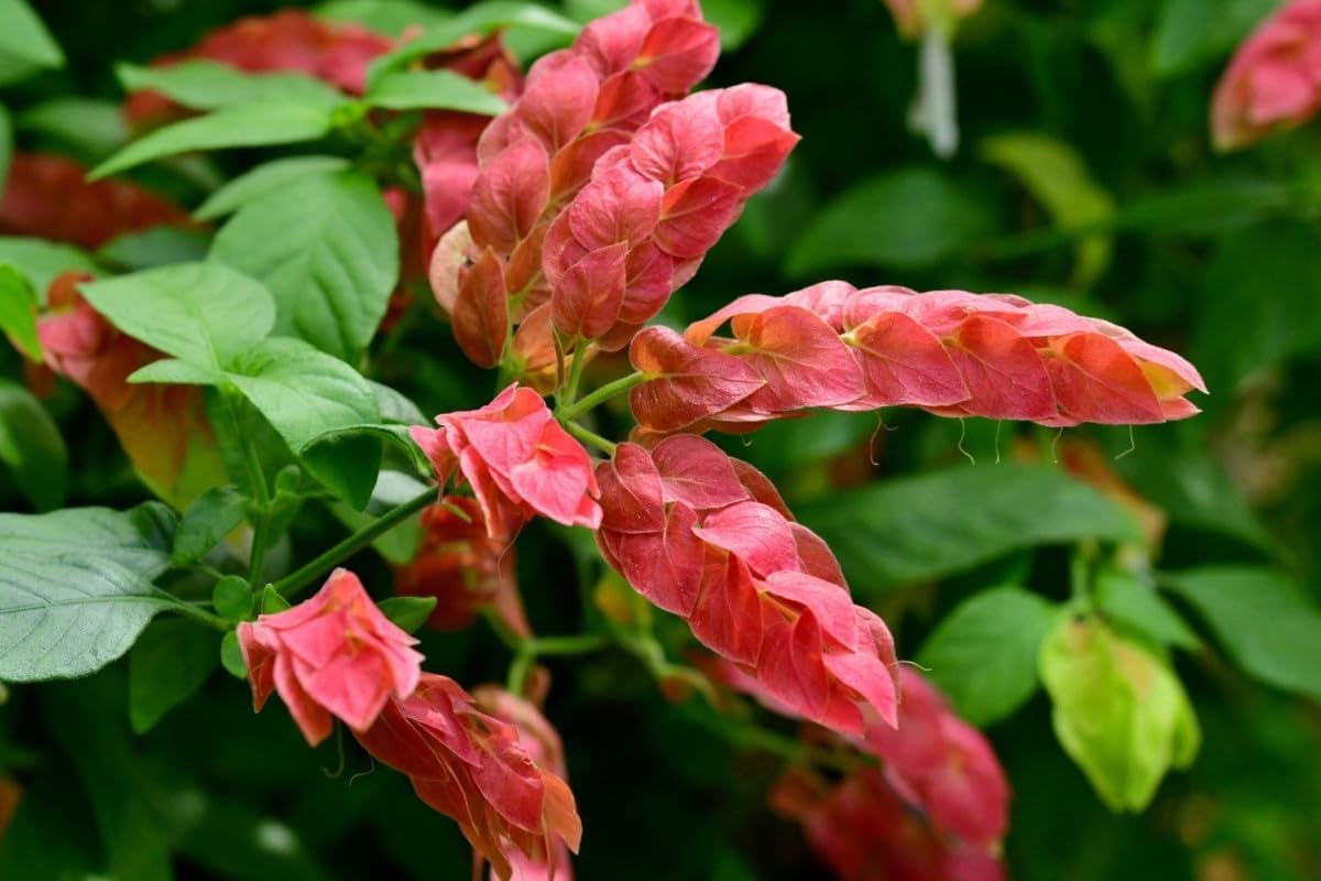 4 Shrimp Live Plants, Justica Brandegeana Plant from 5 Inches Tall Seedling M167