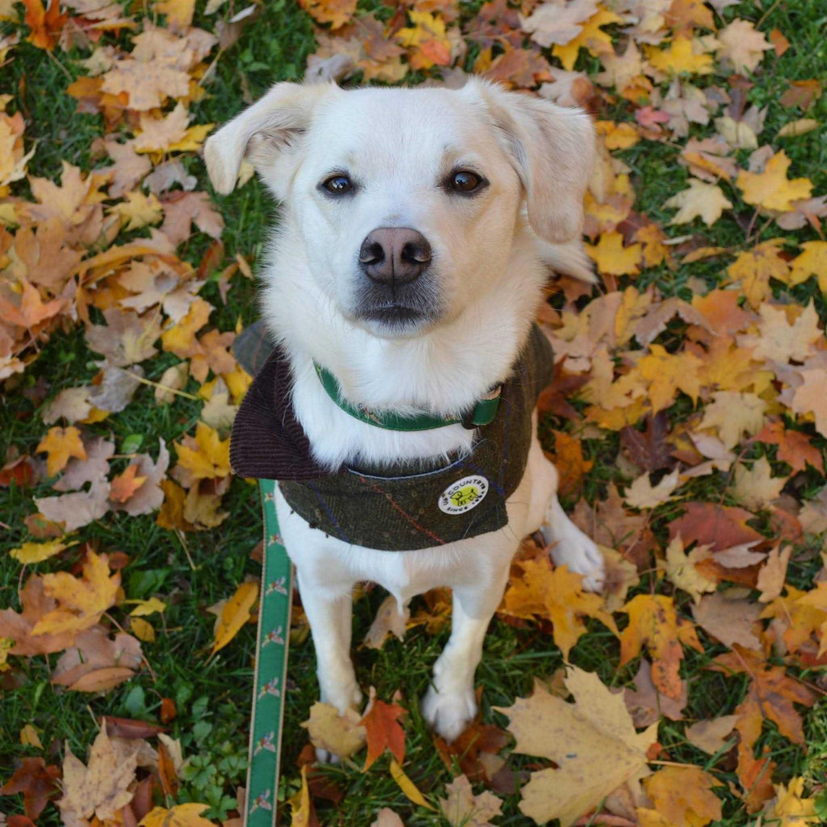 Dog Collar U593341