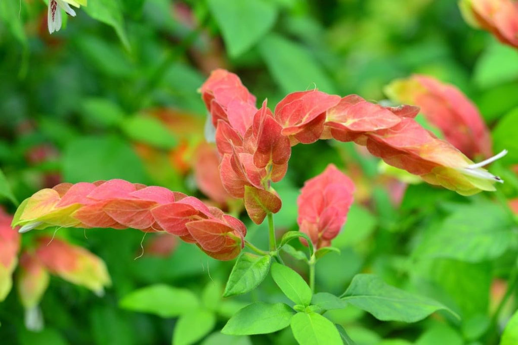 4 Shrimp Live Plants, Justica Brandegeana Plant from 5 Inches Tall Seedling M167