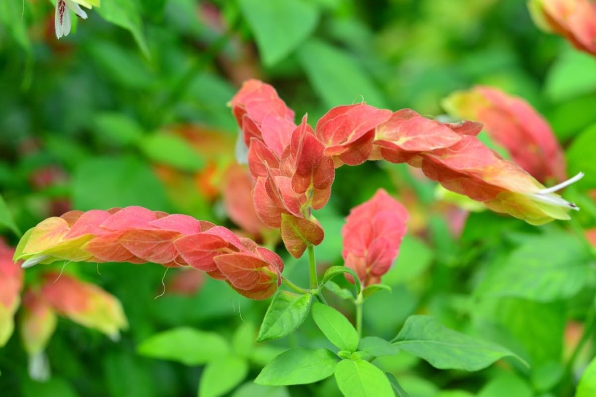 4 Shrimp Live Plants, Justica Brandegeana Plant from 5 Inches Tall Seedling M167