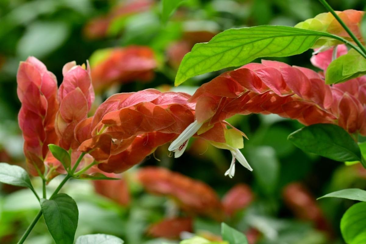 4 Shrimp Live Plants, Justica Brandegeana Plant from 5 Inches Tall Seedling M167