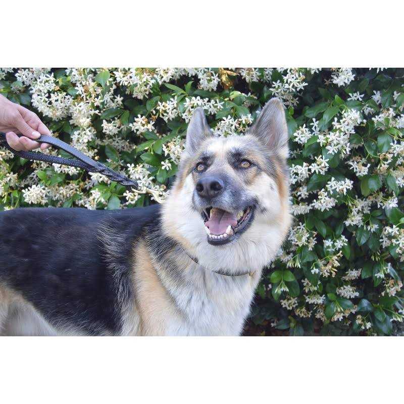 6 Foot Braided Leather Dog Leash with Traffic Handle G33340