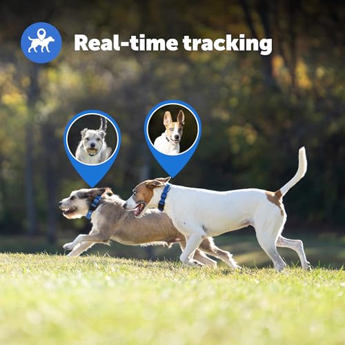 GPS Dog Collar with App, Waterproof Rechargeable (Blue, Grey) D19535